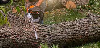 Best Hedge Trimming  in Galena, OH