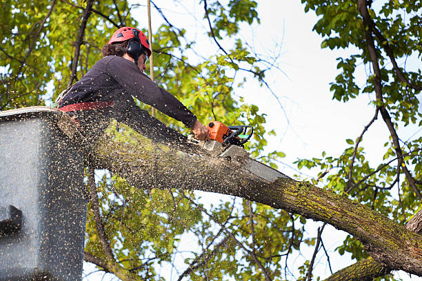 Best Tree Health Inspection  in Galena, OH