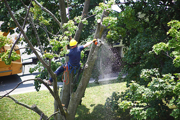 How Our Tree Care Process Works  in  Galena, OH